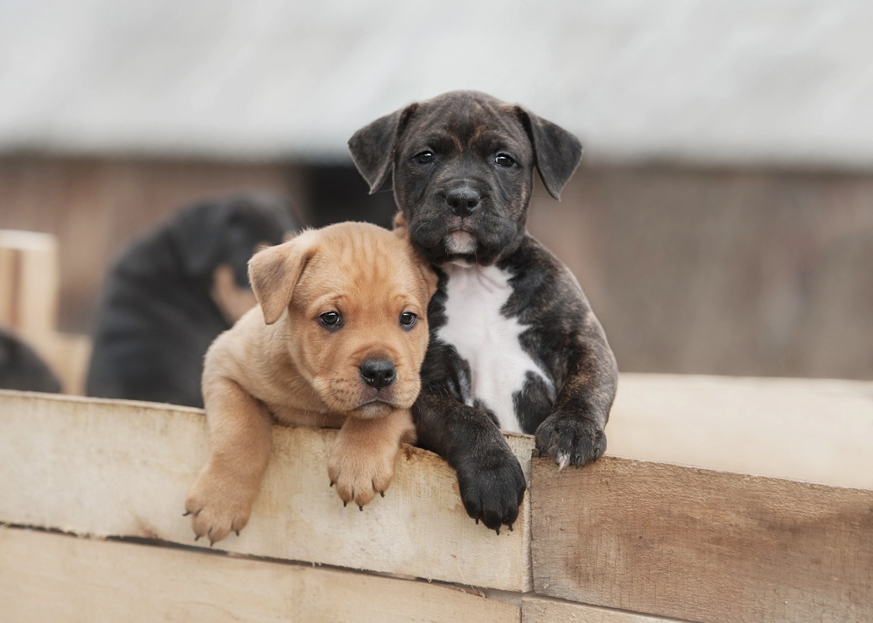 Image for Jenny's Dog Breeders Staffordshire Terrier Puppies Service - Tec-Nut.com Websites, Purebred dogs, Free website template, Free Website,  Dog breeding programs,  Responsible breeding practices, Company Website,  Puppies for sale, Best Website Builder, New Website, Website Builder, Easy Website